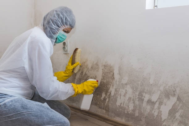 Best Fast Mold Removal  in Ingleside, TX