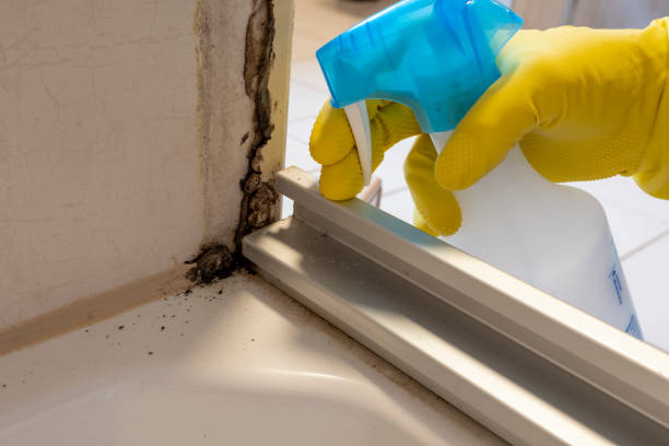 Best Toxic Mold Removal  in Ingleside, TX