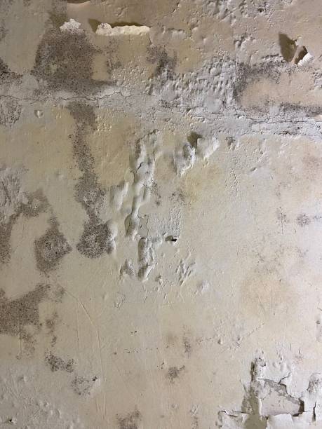 Best Mold Testing  in Ingleside, TX
