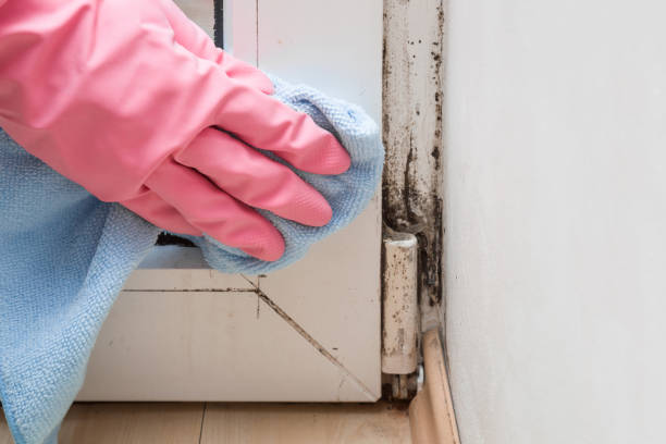 Best Residential Mold Removal  in Ingleside, TX