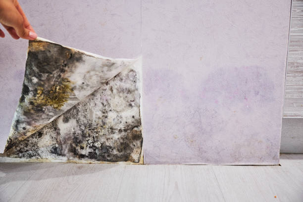 Best Mold Removal Near Me  in Ingleside, TX